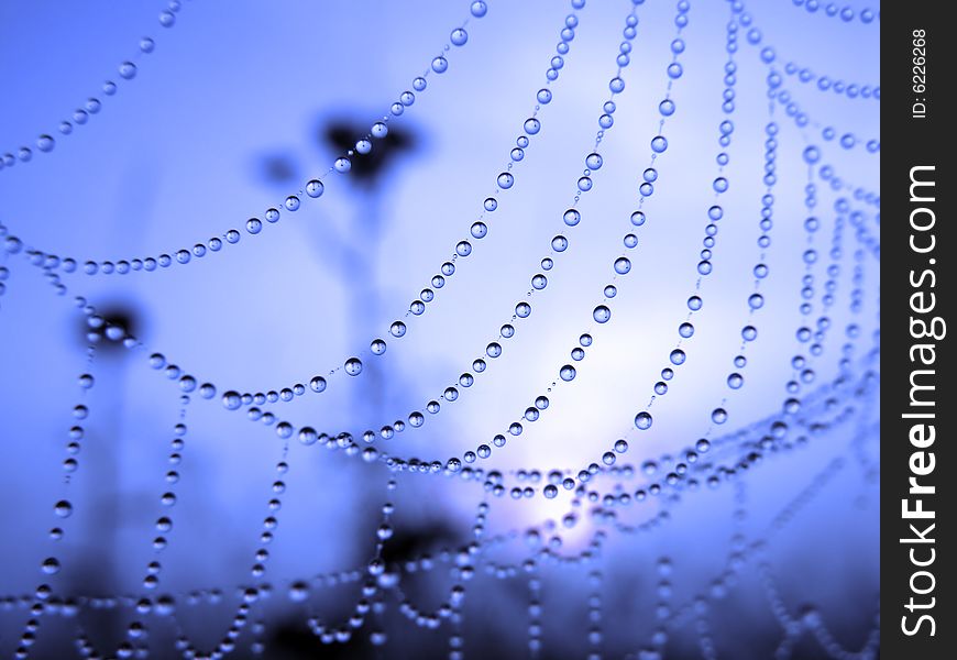 Morning Dew On Spider Web