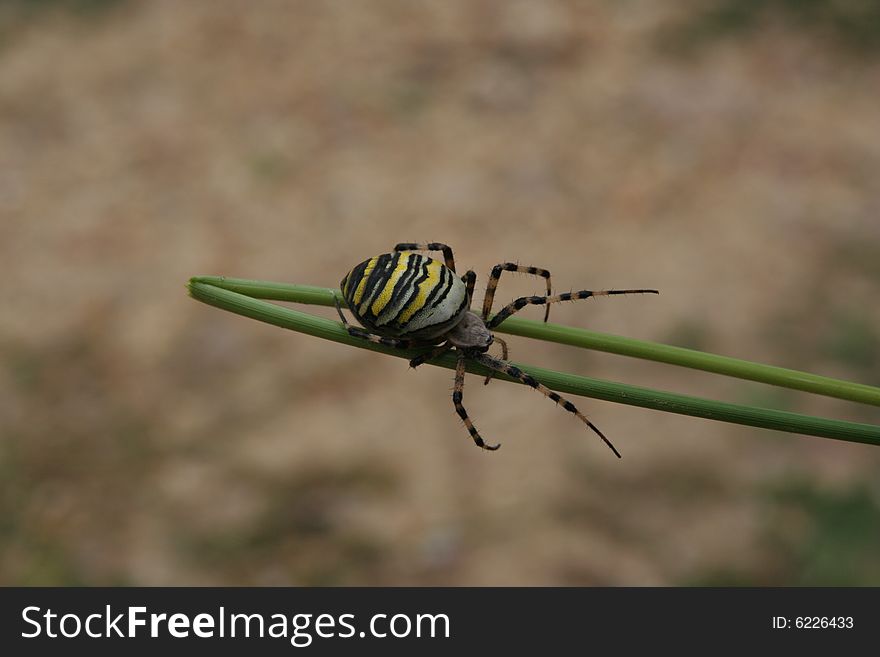 Nice spider standing on green stalk