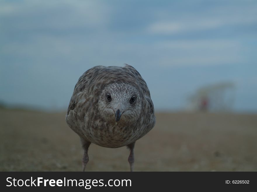 Seagull looking right into lens of camera. Seagull looking right into lens of camera