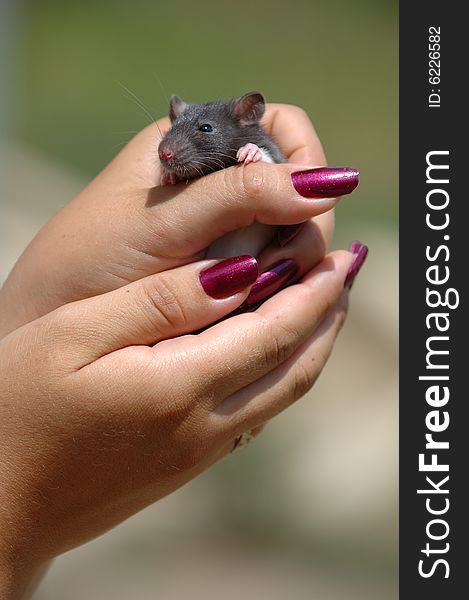 Small mouse in the hand
