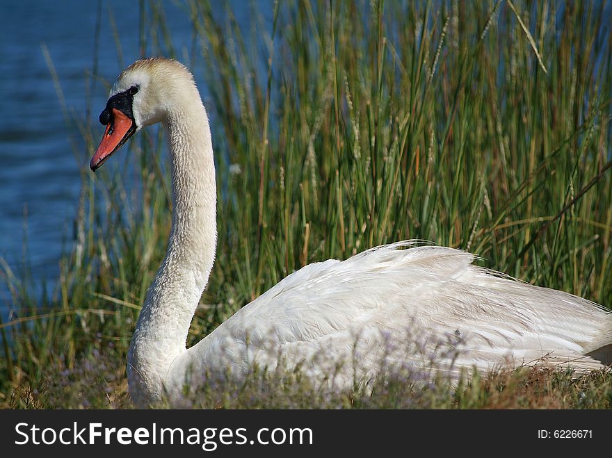 White swan in grass along lake