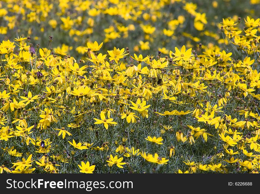 Beautiful Yellow Flower