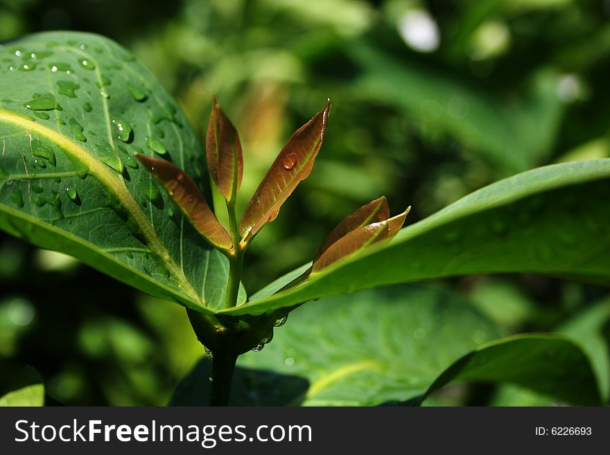 Bai-on is Thai word, call baby leaf of tree. It\'s new leaf and shown to be grow of tree.