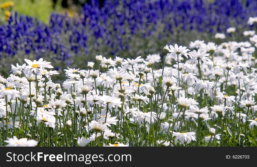 Very much nice Camomile's field