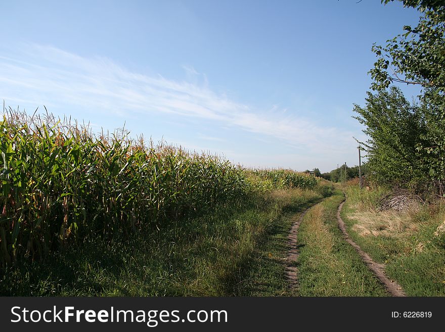 Summer corn field in Ukraine