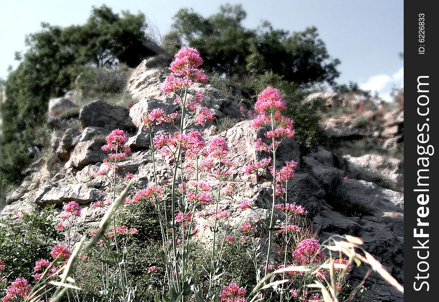 Pink flowers at the bottom of a rocky ridge. Pink flowers at the bottom of a rocky ridge