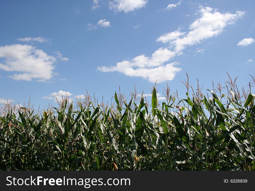 Summer corn field in Ukraine