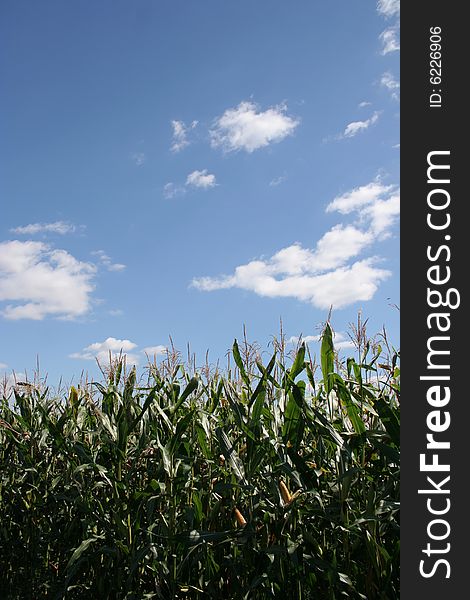 Summer corn field in Ukraine