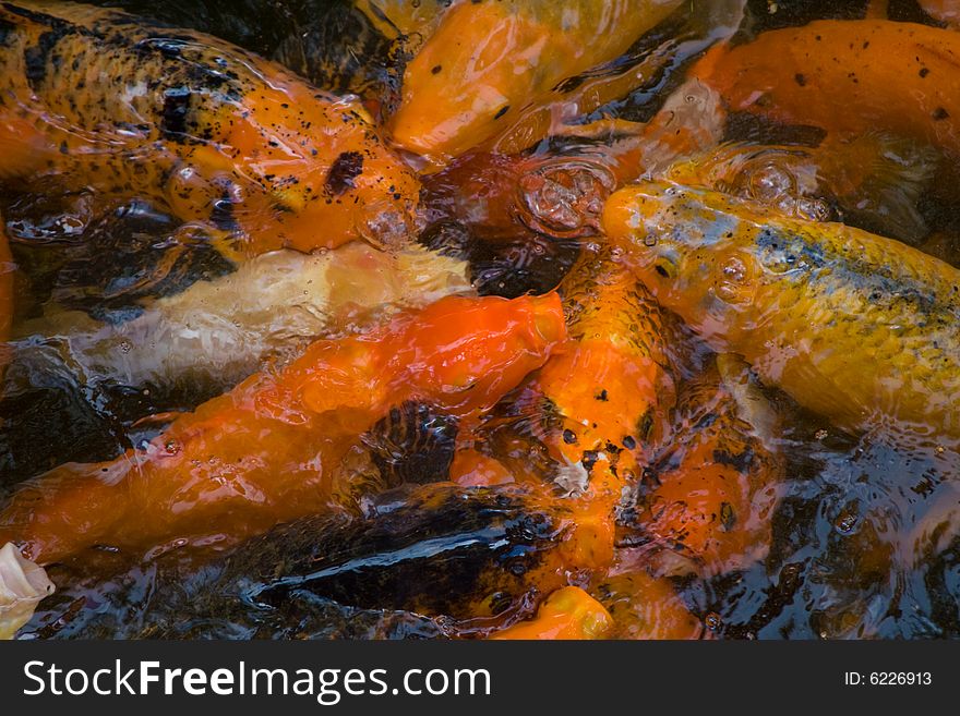 Kois of different color feeding together in a frenzy in a pond. Kois of different color feeding together in a frenzy in a pond