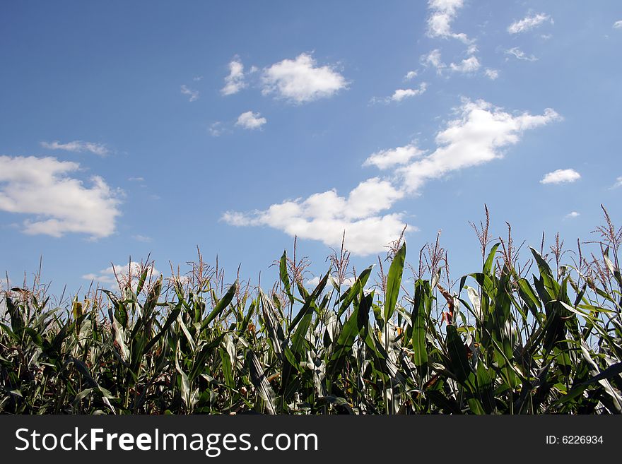 Summer corn field in Ukraine