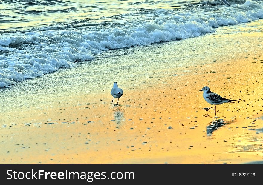 Seagulls walking on wet sand. Wet surface reflect all morning lights. Seagulls walking on wet sand. Wet surface reflect all morning lights.