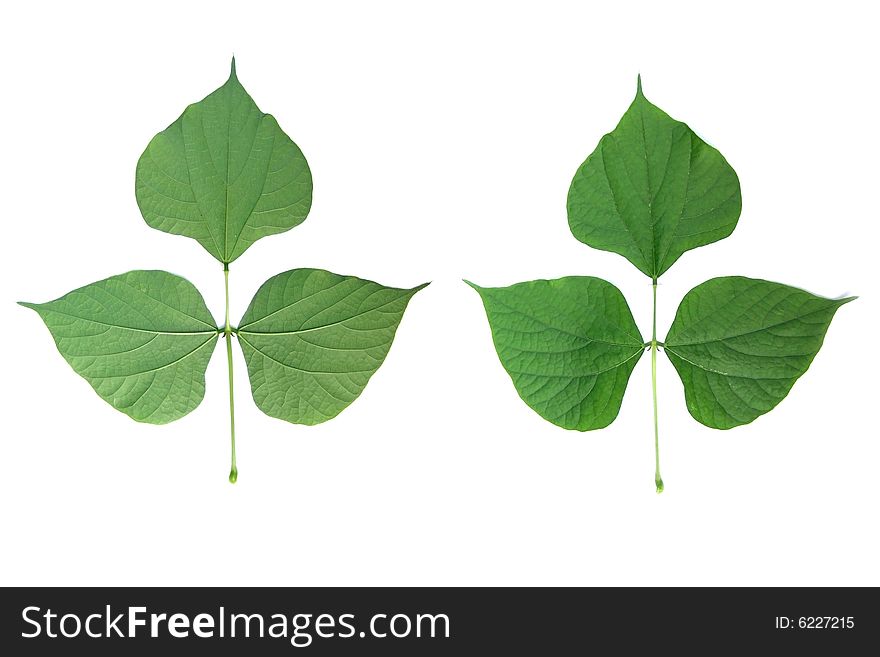 Two sides of Green Leaves