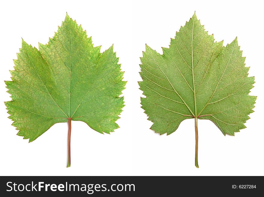 Two sides of a Green leaf