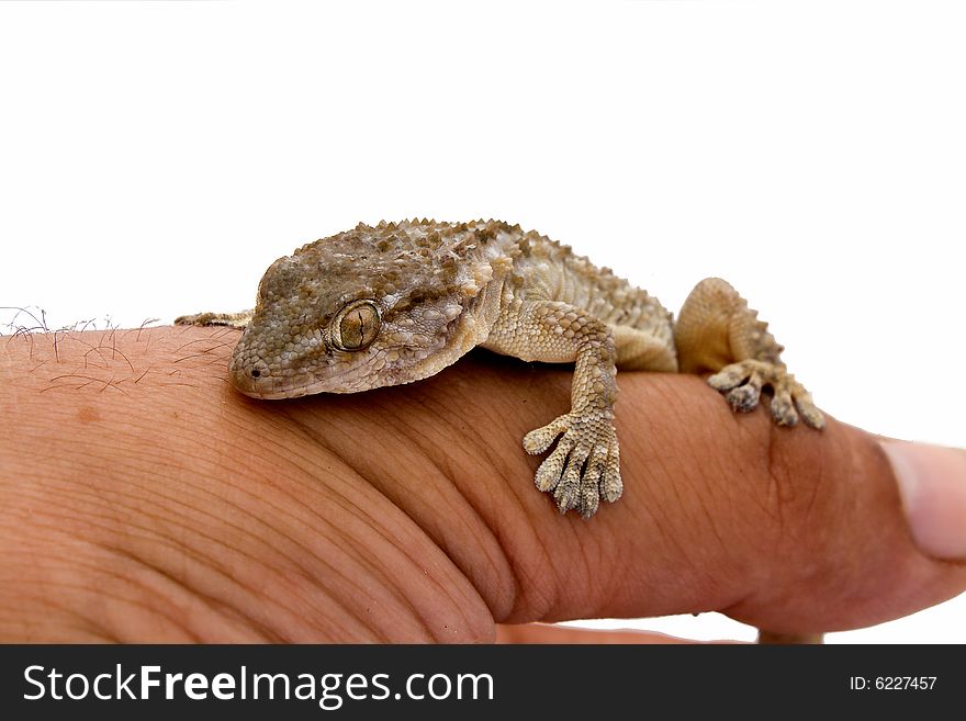 Moorish Gecko (Tarentola Mauritanica)