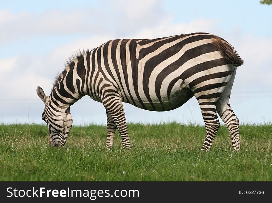 Zebra is like a horse