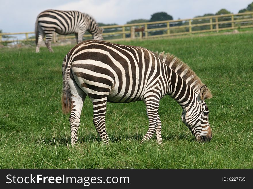 Zebra is like a horse. Zebra is like a horse