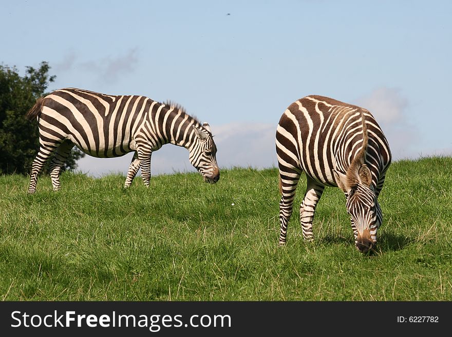 Zebras Dinner