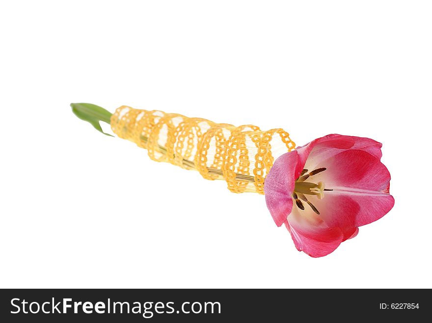 Ribbon wrapped around red tulip isolated on white background. Ribbon wrapped around red tulip isolated on white background