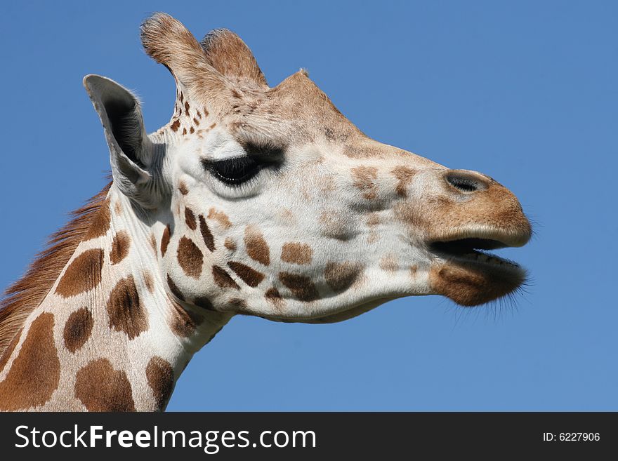 Giraffe S Head