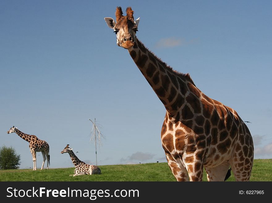 Giraffes