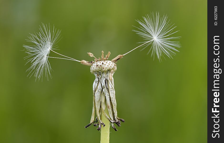 Dandelion With Three Pappus Left