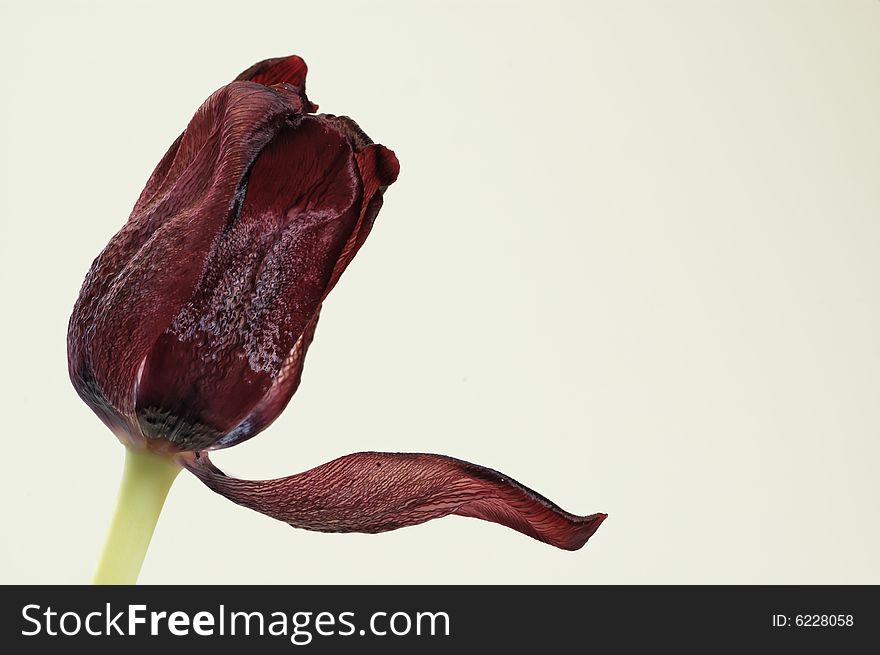 Red tulip with broken petal