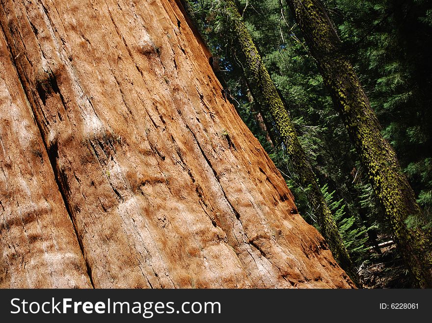 Close up abstract of giant sequoia tree trunk