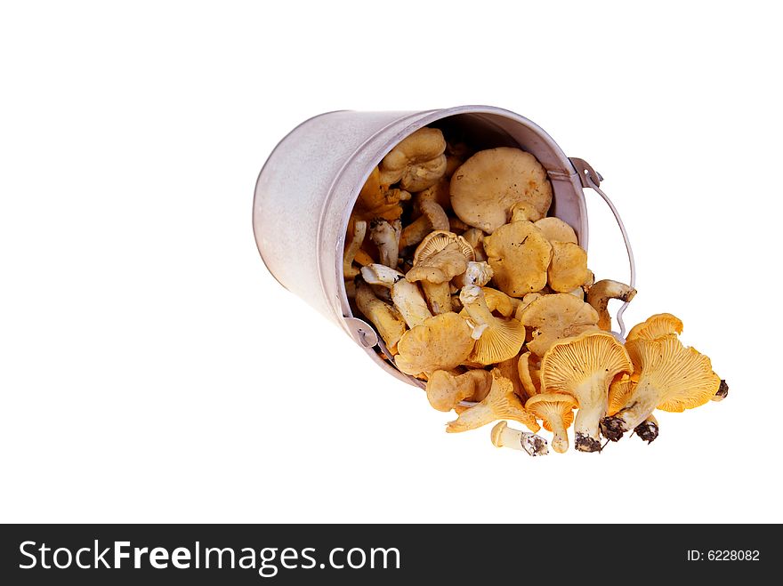 Pail with poured out chanterelles isolated on white background. Pail with poured out chanterelles isolated on white background