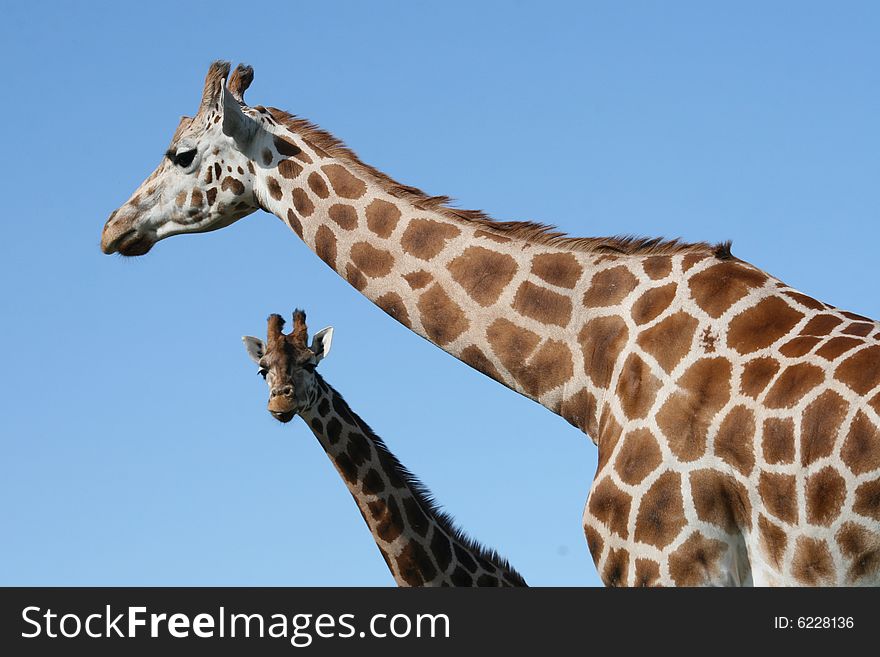 Long Giraffe Neck