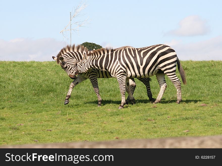 Zebra is like a horse. Zebra is like a horse