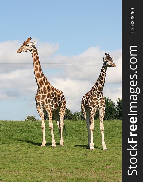 Giraffes