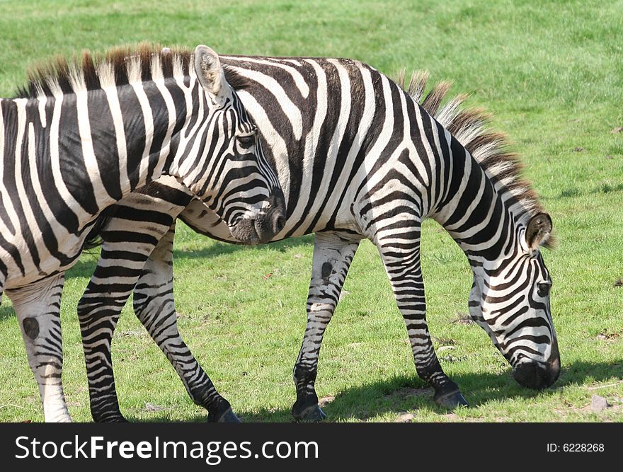 Zebra is like a horse. Zebra is like a horse