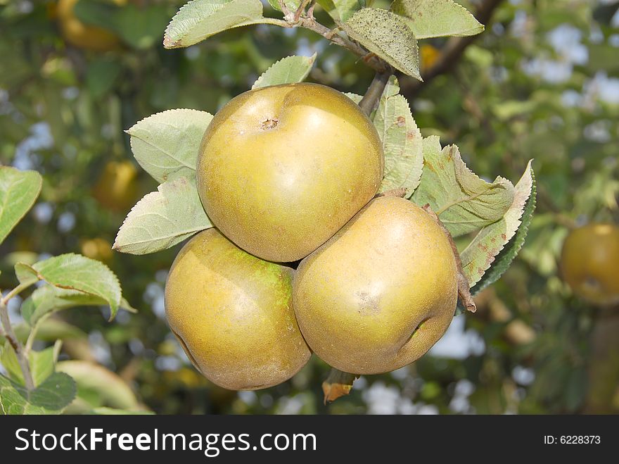 Three RENETAS apple in the Tree, Bombarral, portugal. Three RENETAS apple in the Tree, Bombarral, portugal