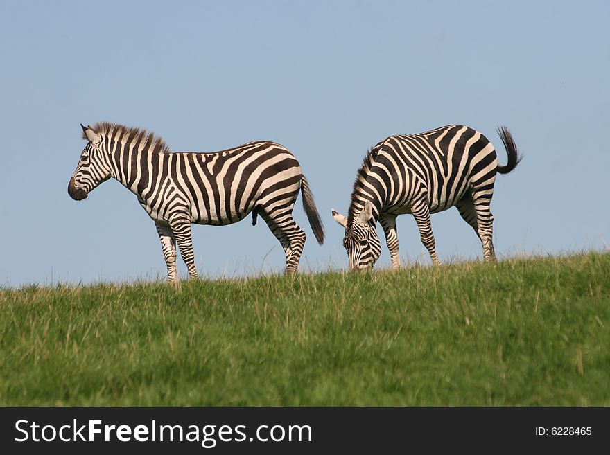 Zebra is like a horse. Zebra is like a horse