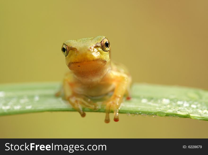 Close-up of nice treefrog. Close-up of nice treefrog