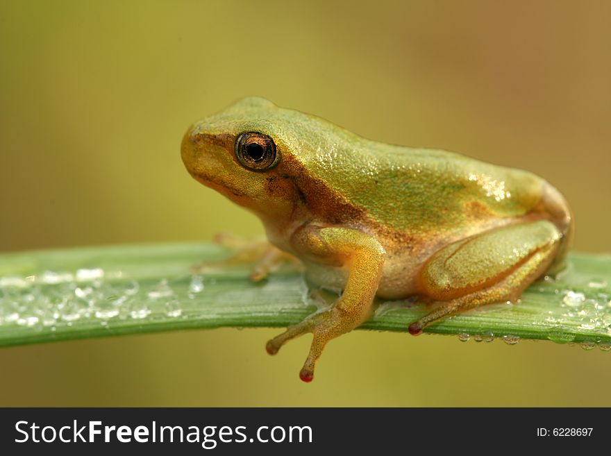 Close-up of nice treefrog. Close-up of nice treefrog