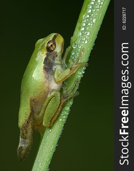 Close-up of nice treefrog in metamorphosis. Close-up of nice treefrog in metamorphosis