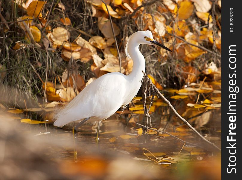 Snowy Egret In Autumn