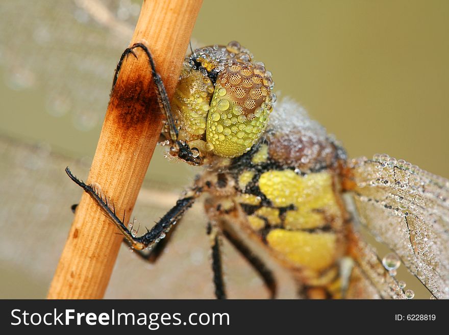 Extreme closeup of dragonfly