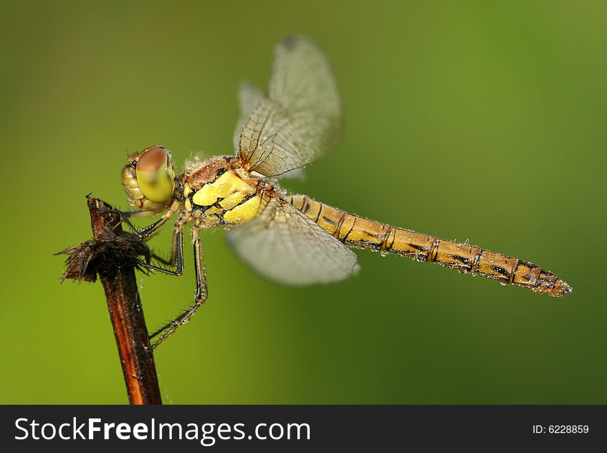 Macro of beautiful dragonfly Sympetrum vulgatum