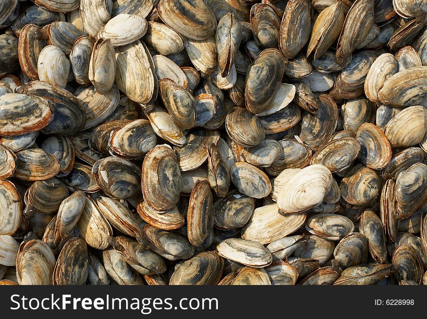 Background of fresh clams at seafood market. Background of fresh clams at seafood market