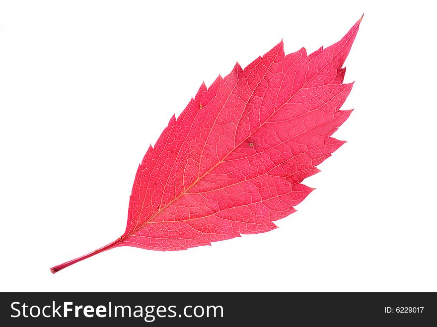 A perfect autumn red leaf isolated on pure white background.