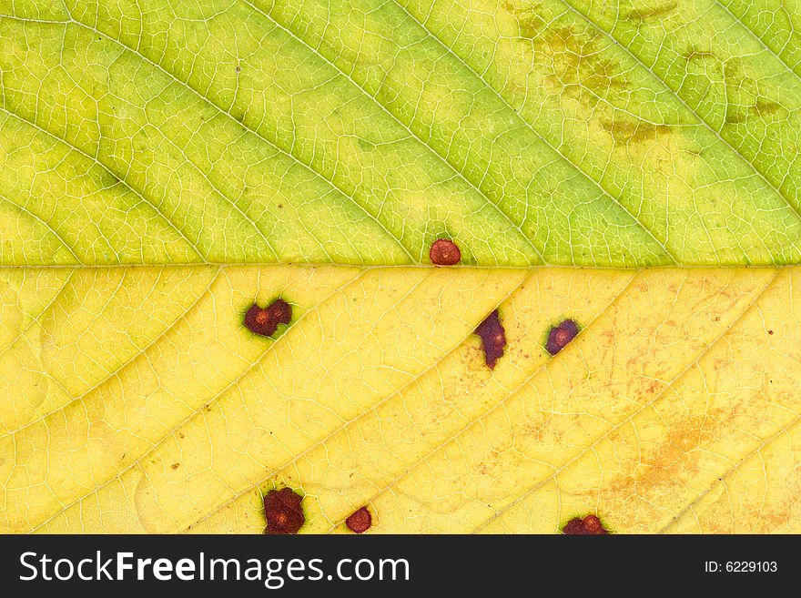 Close-up of yellow-green leaf - background. Close-up of yellow-green leaf - background.