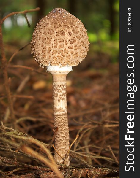 Nice, nice mushroom IMHO - Macrolepiota procera