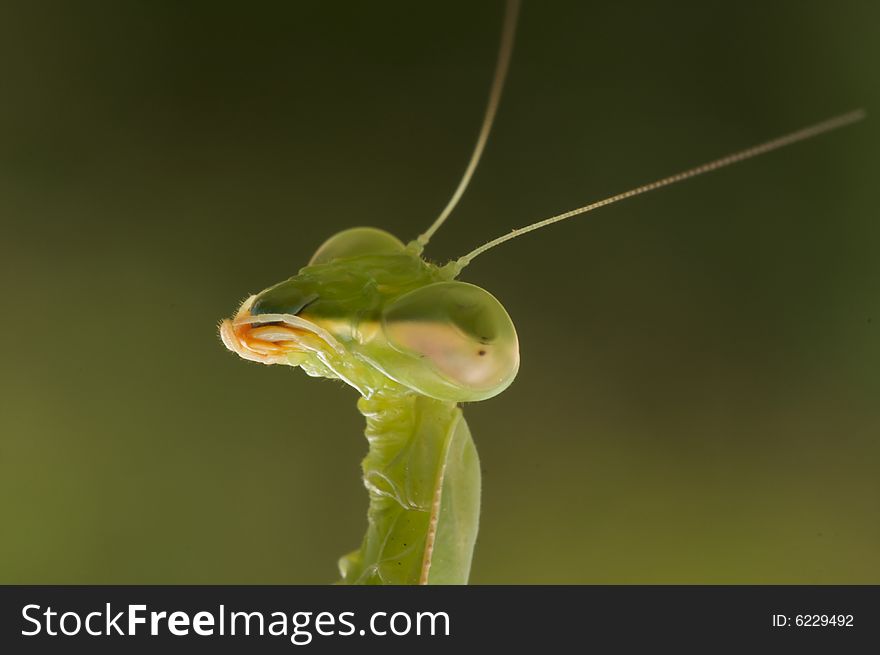 Praying Mantis against a green background with narrow depth of field. Praying Mantis against a green background with narrow depth of field.