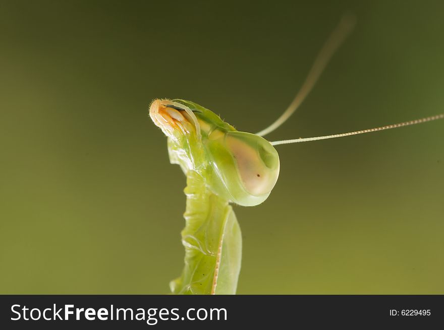 Praying Mantis against a green background with narrow depth of field. Praying Mantis against a green background with narrow depth of field.