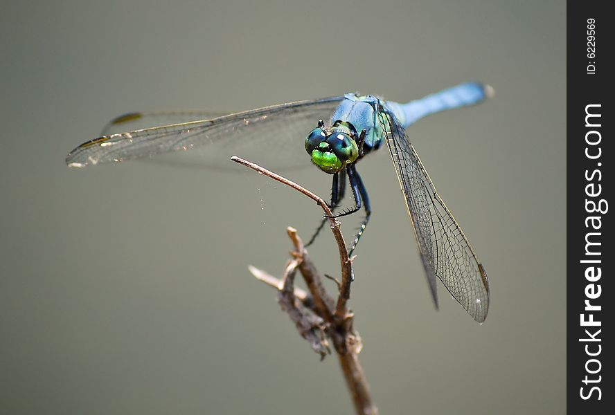 Blue Dragonfly Insect On Wood Branch