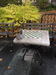 A Sciurus Carolinensis Sitting On A Chess Table In City Hall Park In Manhattan In The Fall. Stock Photography A Sciurus Carolinensis Sitting On A Chess Table In City Hall Park In Manhattan In The Fall. Stock Photography