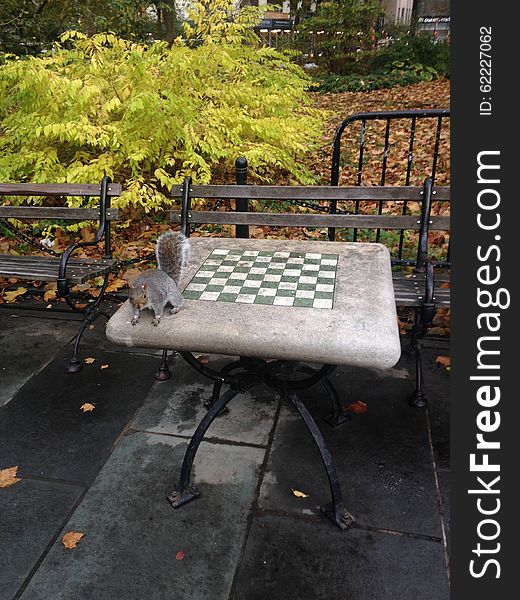 A Sciurus Carolinensis Sitting On A Chess Table In City Hall Park In Manhattan In The Fall.