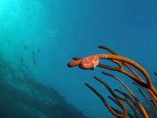 Flamingo Tongue On Sea Rod Royalty Free Stock Images Flamingo Tongue On Sea Rod Royalty Free Stock Images